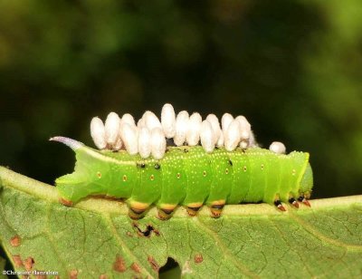 Hummingbird sphinx moth caterpillar (<em>Hemaris thysbe</em>), #7853