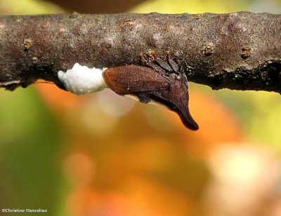 Treehopper (<em>Enchenopa</em>)