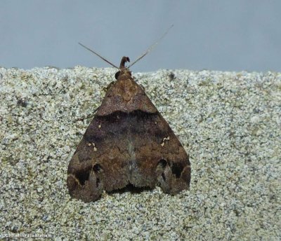 Ambiguous moth  (<em>Lascoria ambigualis</em>),  #8393