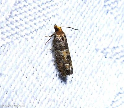 g12/50/883250/3/169970740.W6J0yFpW.jpg