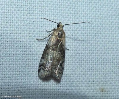 Pyralid moth (Dioryctria sp.)