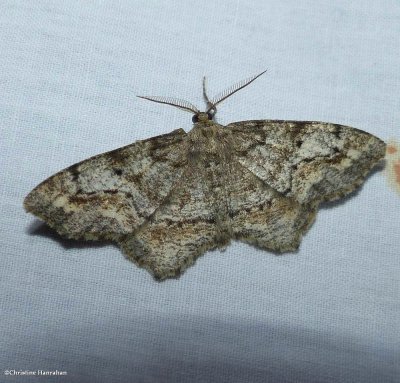 One-spotted variant moth (Hypagyrtis unipunctata), #6654