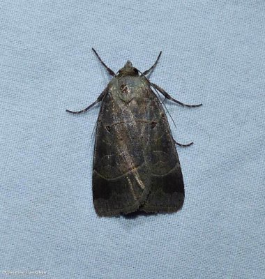 Pale-banded dart moth  (<em>Agnorisma badinodis</em>), #10955