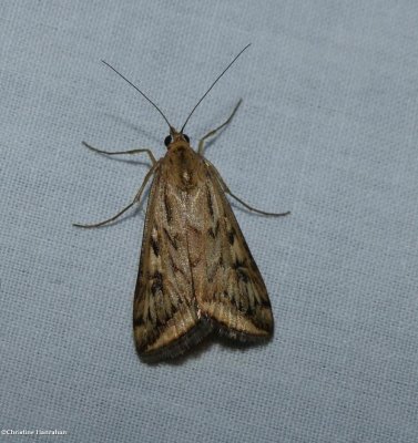 Alfalfa webworm moth  (<em>Loxostege cereralis</em>), #5017