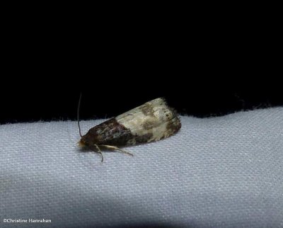 Tortricid moth (<em>Notocelia</em>)