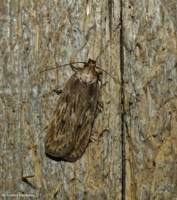 Parsnip webworm moth  (<em>Depressaria radiella</em>), #0922
