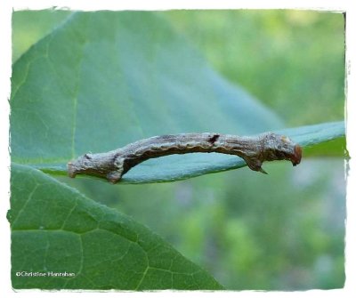 Small engrailed  moth caterpillar (Ectropis crepuscularia), #6597  ??