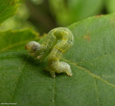 Fall cankerworm caterpillar (Alsophila pometaria), #6258  ?