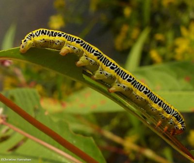 Zebra moth caterpillar  (Melanchra picta), #10293