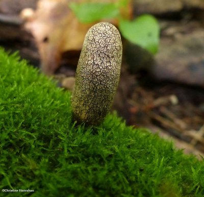 Fungus (<em>Xylaria</em>)