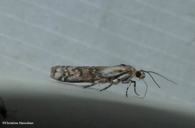 Pyralid moth (Tribe Phycitini)