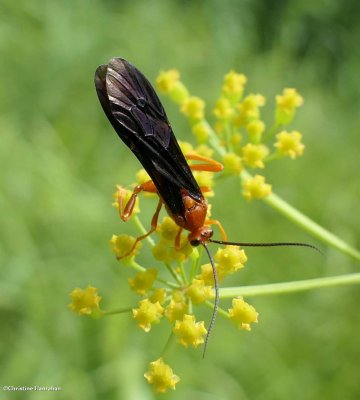 Ichneumonid wasp (<em>Trogus pennator</em>)