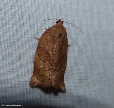 Oblique-banded leafroller moth  (<em>Choristoneura rosaceana</em>), #3635