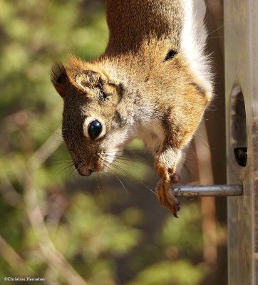 Red squirrels (Tamiasciurus hudsonicus)