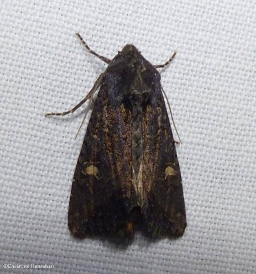 Kidney-spotted rustic moth (<em>Helotropha reniformis</em>), #9453