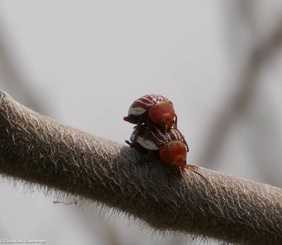 Skeletonizing Leaf Beetles and Flea Beetles of Larose Forest (Family: Chrysomelidae, Subfamily: Galerucinae)