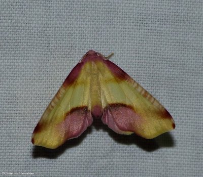 Lemon plagodis moth  (<em>Plagodis serinaria</em>),  #6840