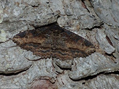 Colorful zale moth  (<em>Zale minerea</em>), #8697