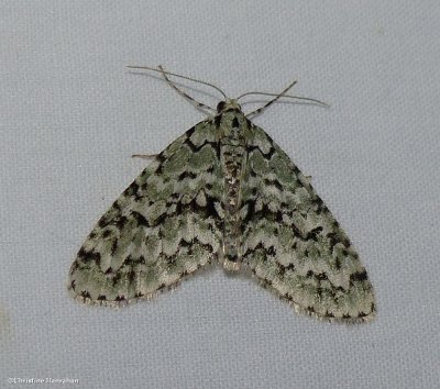 The scribbler moth  (</em>Cladara atroliturata<em>), #7639