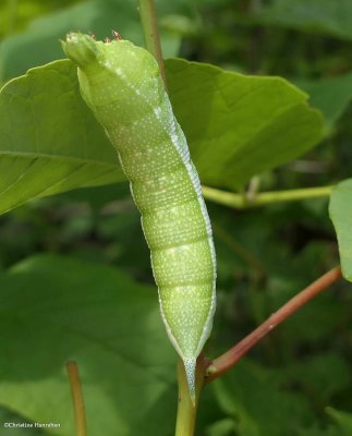 Virginia creeper sphinx moth caterpillar   (Darapsa myron)), #7885