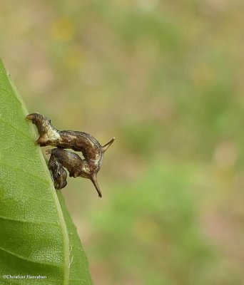 Horned spanworm moth caterpillar  (Nematocampa resistaria),   #7010