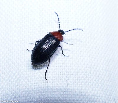Darkling Beetles (Family: Tenebrionidae)