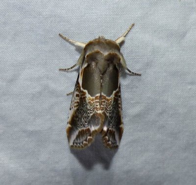 Lettered habrosyne moth  (<em>Habrosyne scripta</em>), #6235