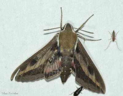 Gallium sphinx moth  (<em>Hyles gallii</em>), #7893