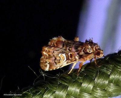 Pink-shaded fern moth  (<em>Callopistria mollissima</em>),   #9631