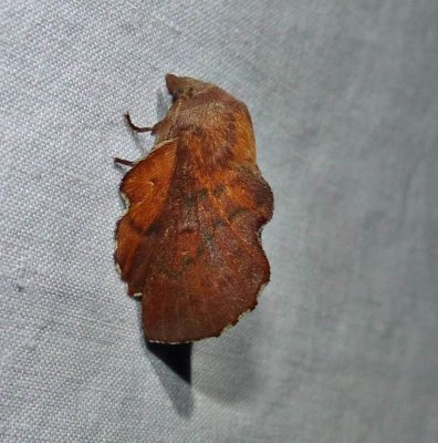 American lappet moth  (<em>Phyllodesma americana</em>), #7687