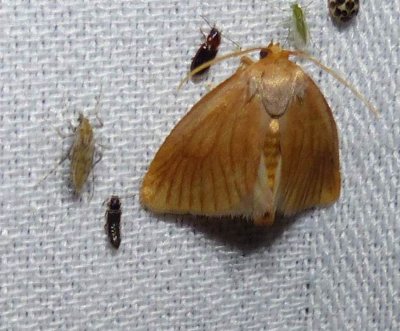 Abbreviated button slug moth (<em>Tortricidia flexuosa</em>), #4654