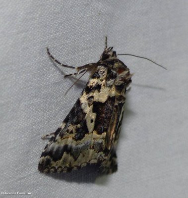 Salt and pepper looper moth  (<em>Syngrapha rectangula</em>), #8942