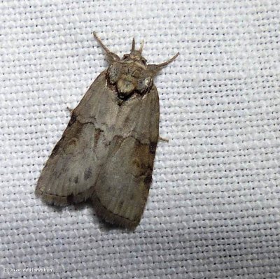Forgotten frigid owlet moth (<em>Nycteola metaspilella</em>?), #8978
