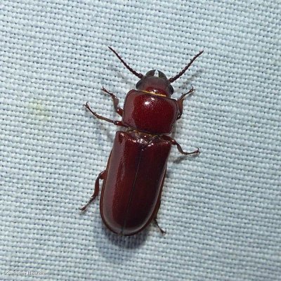 Pole borer beetle   (Neandra brunnea)