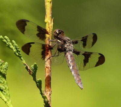 Common Whitetail (Plathemis lydia)