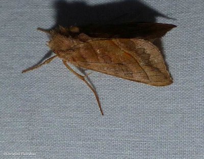 Dark-spotted looper moth  (<em>Diachrysia aereoides</em>), #8896