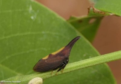 Treehopper (<em>Enchenopa</em>)