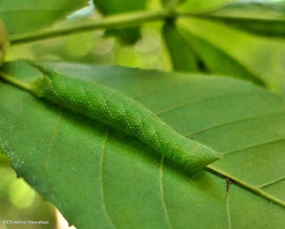 Walnut sphinx moth caterpillar  (Amorpha juglandis), #7827