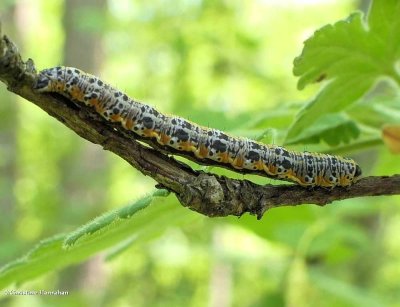 Currant spanworm moth caterpillar (Macaria ribearia), #6274