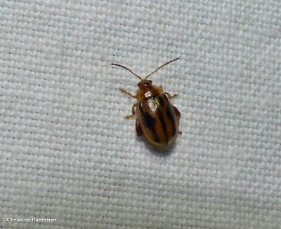 Flea beetle (Capraita>/em>)