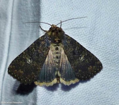 Dusky groundling moth (<em>Condica vecors</em>), #9696