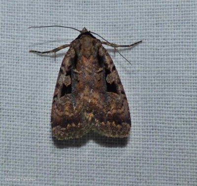Two-spot dart moth (<em>Eueretagrotis perattentus</em>), #11008