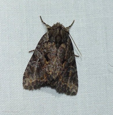 Disparaged arches moth (<em>Orthodes detracta</em>), #10288
