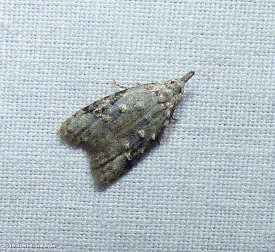 fruitworm moth (Carposina)