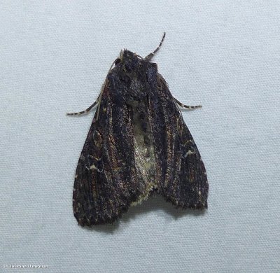 g12/50/883250/3/171365062.hDuVfdUC.jpg