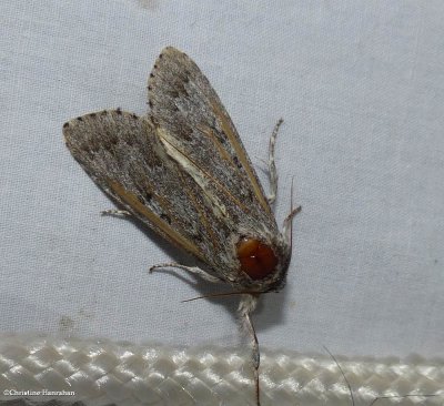 Large gray dagger moth  (Acronicta insita), #9202