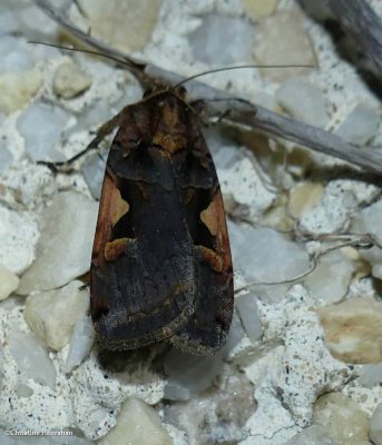 Black Letter Dart moths (Complex Xestia c-nigrum)