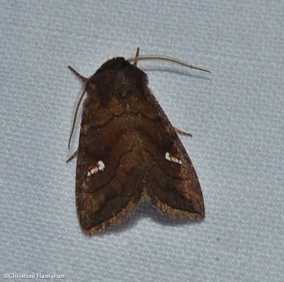 Signate quaker moth  (<em>Tricholita signata</em>), #10627