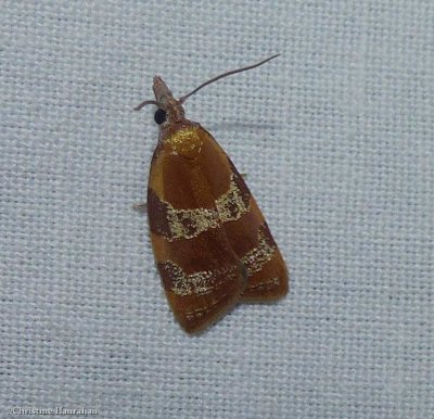 Spring  dead-leaf roller moth (<em>Cenopis diluticostana</em>), #3716
