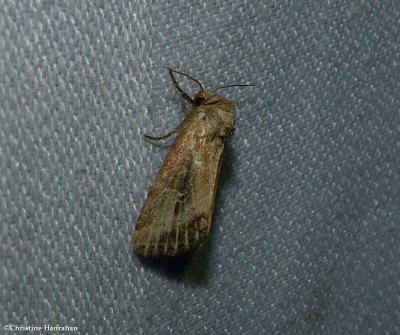 Northern cordgrass borer moth  (<em>Photedes panatela</em>), #9436